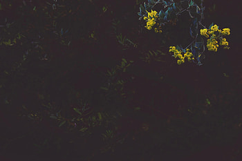 dark, nature, dark nature HD wallpaper