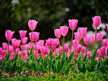 A captivating close-up of pink tulips in full bloom during springtime. HD wallpaper