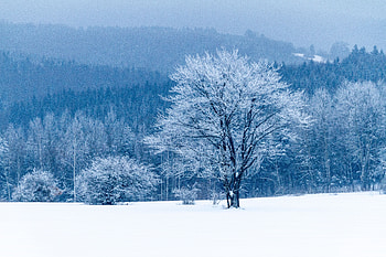 Winter, Nature, Snow, Wood, Forest, Tree HD wallpaper