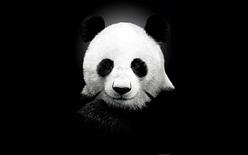 Animals, Bears, Pandas HD wallpaper