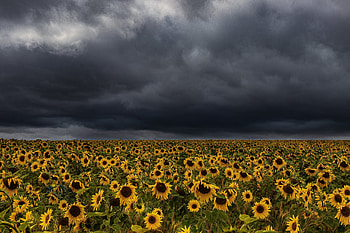 Sunflower, sky, nature, field HD wallpaper