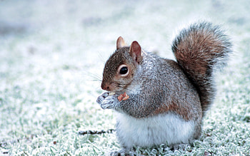 Animals, Squirrel, Food, Stroll, Tail HD wallpaper