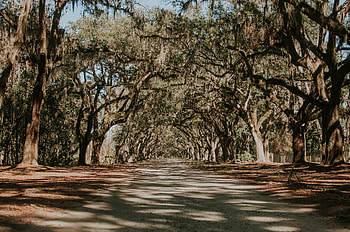 Nature, Trees, Road, Park, Shadow HD wallpaper