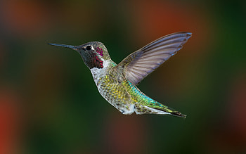 Birds, Animal, Hummingbird, Bird HD wallpaper