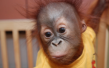 Orangutan baby HD wallpaper