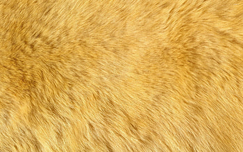 Ginger fur, graphy , Textured background, Warm colors HD wallpaper
