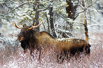 Animals, Grass, Old, Stroll, Elk HD wallpaper