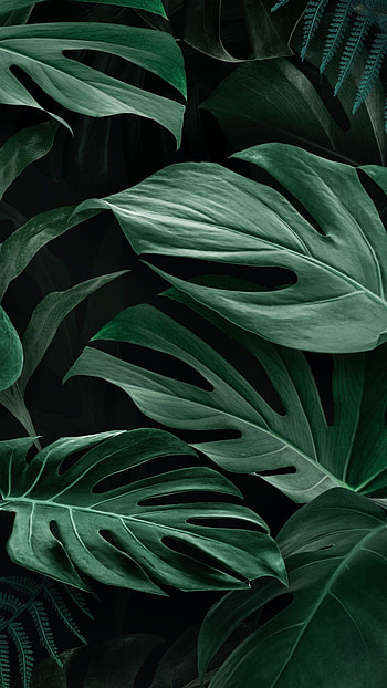 Green Leaf, Pin on 136 HD phone wallpaper