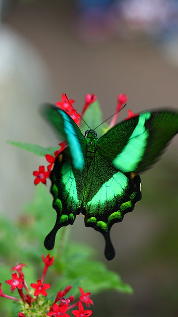Green Butterfly, Wonderful, Background HD phone wallpaper