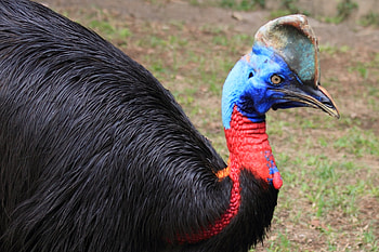 Florida man's lethal encounter, Cassowary's dangerous reputation, Giant exotic bird attack, Deadly claws HD wallpaper