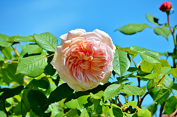 Flowers, Pink, Bush, Rose Flower, Rose, Bud HD wallpaper