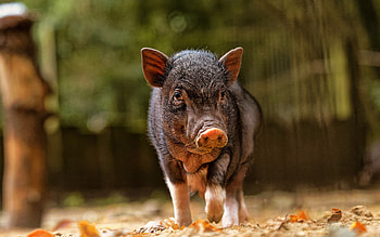Pig, animal, nature, nose HD wallpaper