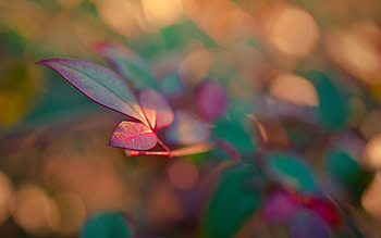Leaves, Macro, Glare, Shine, Light, Smooth HD wallpaper