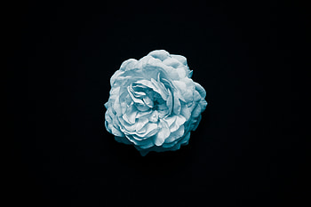 Petal Flower Oled , flowers, oled, dark, black HD wallpaper