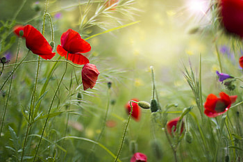 Poppy Flower, Red grass field, Summer poppy, Vibrant blossoms HD wallpaper