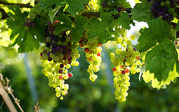 Grapes, berries, nature, leaves HD wallpaper