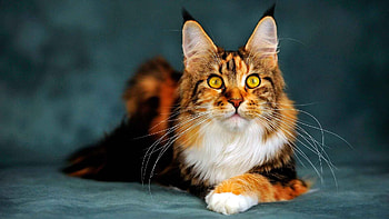 Maine Coon cat , Stunning feline art, Beautiful Maine Coon , -perfect backgrounds HD wallpaper