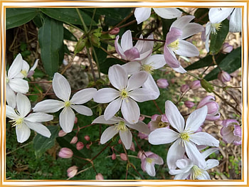 FRAMED FLOWERS, FLOWERS, NATURE, FRAMED HD wallpaper