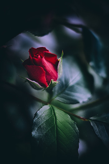 Leaves, Macro, Rose Flower, Rose, Bud, Close-Up HD phone wallpaper