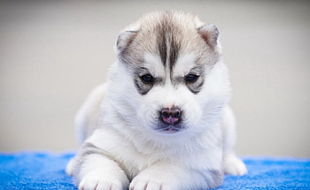Husky puppy, Animals, Husky, Dog, Puppy HD wallpaper