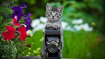 Camera Kitty, cute, garden, funny, flowers HD wallpaper