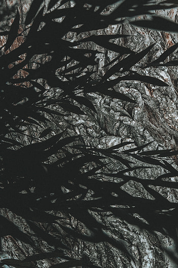 Leaves, Dark, Texture, Textures, Branches, Shadow HD phone wallpaper