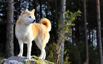 Animals, Nature, Dog, To Stand, Stand, Akita Inu HD wallpaper