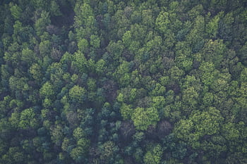 A dense, vibrant forest seen from above, showcasing lush green foliage and natural beauty. HD wallpaper