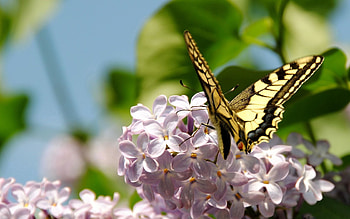 Flowers, Lilac, Macro, Branch, Butterfly HD wallpaper