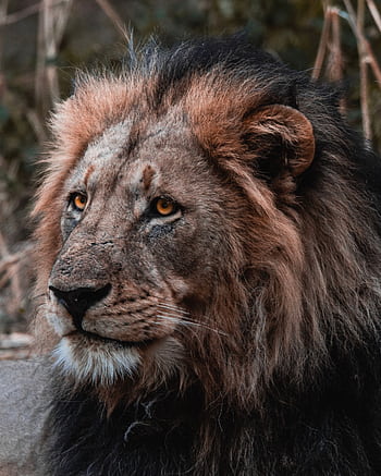 Close-up portrait of a majestic male African lion showcasing its regal mane and intense gaze, captured in Botswana. HD phone wallpaper