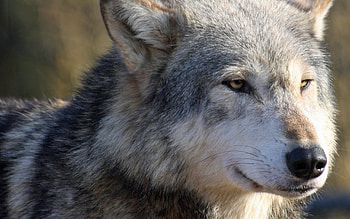 Gray Wolf, 7 , Animal , 47133 HD wallpaper