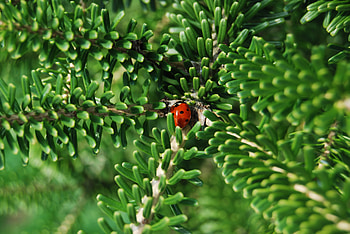Macro, Branches, Insect, Ladybug, Ladybird HD wallpaper