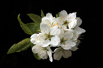 Blossom, white, black, graphy, nature, flowers, macro, anthony, background HD wallpaper
