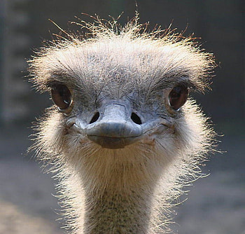 birds, animals HD wallpaper