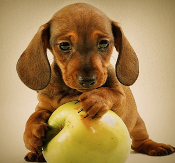 Dog, sweet, pay, dogs, puppies, cute, beautiful, beauty, playful, playful dog, puppy, dog face, pretty, animals, face, bubbles, lovely HD wallpaper