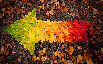 Autumn Leaves arrow, autumn, leaves, leaf, arrow, nature HD wallpaper