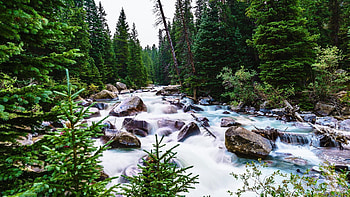 Montezuma, Colorado, creek, trees, forest, rocks, usa, stones HD wallpaper