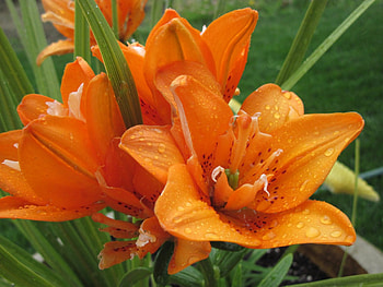 Flowers mid-summer 76, Lily, graphy, green, Flowers, garden, orange HD wallpaper
