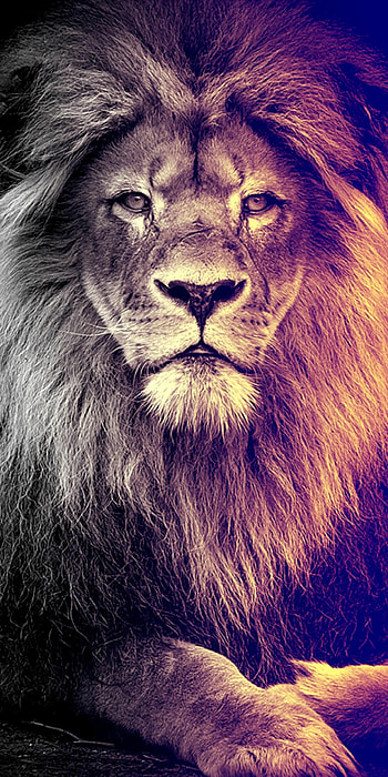 Dope lion , Artistic expression, Hip-hop inspiration, Urban style HD phone wallpaper