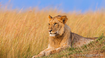 King of the Jungle, grassland, Africa, Lion, Big Cats HD wallpaper