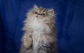 Kitten, blue, animal, white, cute, cat HD wallpaper