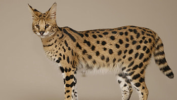 Animals, Savanna, Cat, Spotty, Spotted, Color, Large, Big HD wallpaper