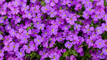 Purple Aubrieta Flowers Petals Green Leaves Plants Field Flowers HD wallpaper