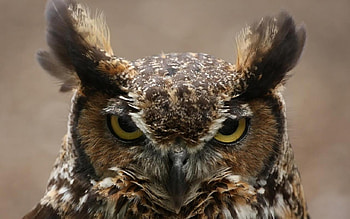 Owl, birds, animals HD wallpaper