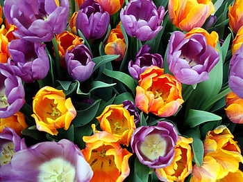 Plants, Flowers, Tulips HD wallpaper