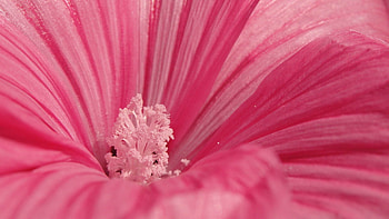 Flowers, Flower, Petals, Pollen HD wallpaper