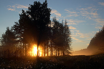Sunset, art , pine trees, field, sky, beautiful, flowers, evening HD wallpaper