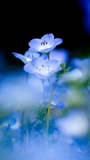 Blue Flowers, Natural, Baby Blue, Flowers HD phone wallpaper