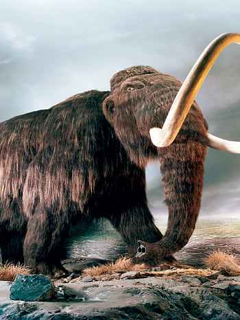 Mammut world of animals, Past , Ancient creature, Unique art HD phone wallpaper