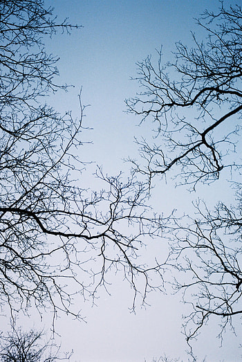 Nature, Trees, Sky, Branches, Bottom View HD phone wallpaper